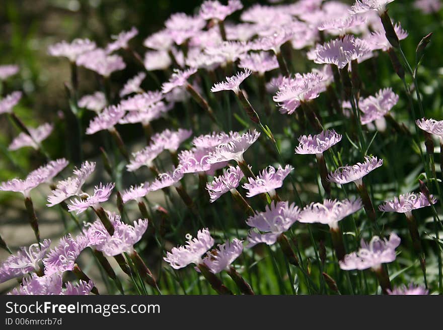 Field Of Flowers