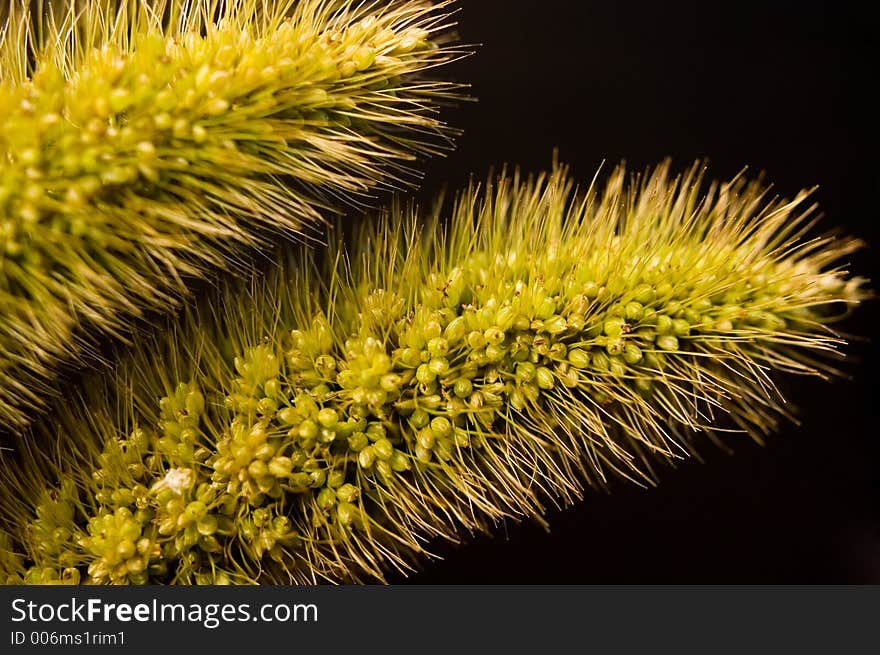 Ornamental Grass