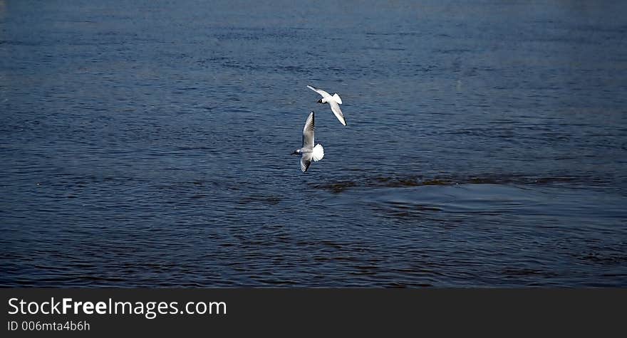 River gulls' mating. River gulls' mating