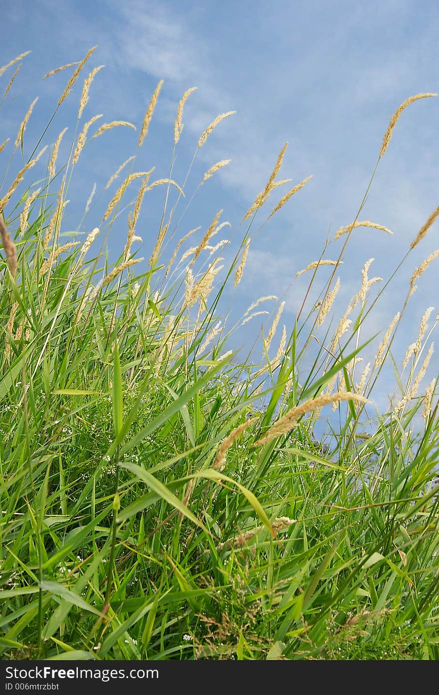 Nice summerscene with green grass and blue sky. Nice summerscene with green grass and blue sky