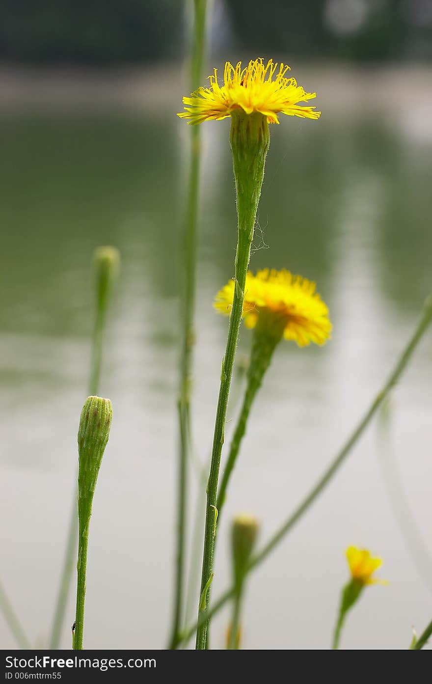 Dandelion in front of water