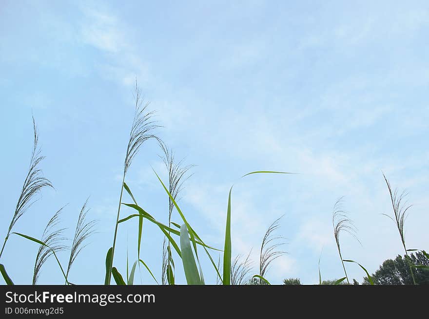 Nice summerscene with green grass and blue sky