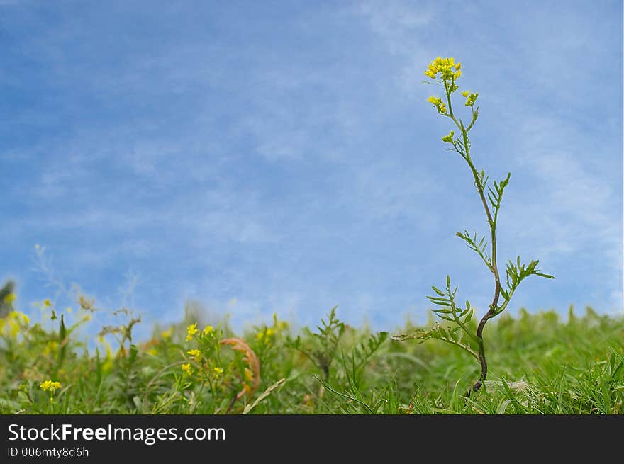 Nice summerscene with green grass and blue sky one plant in the foreground. Nice summerscene with green grass and blue sky one plant in the foreground