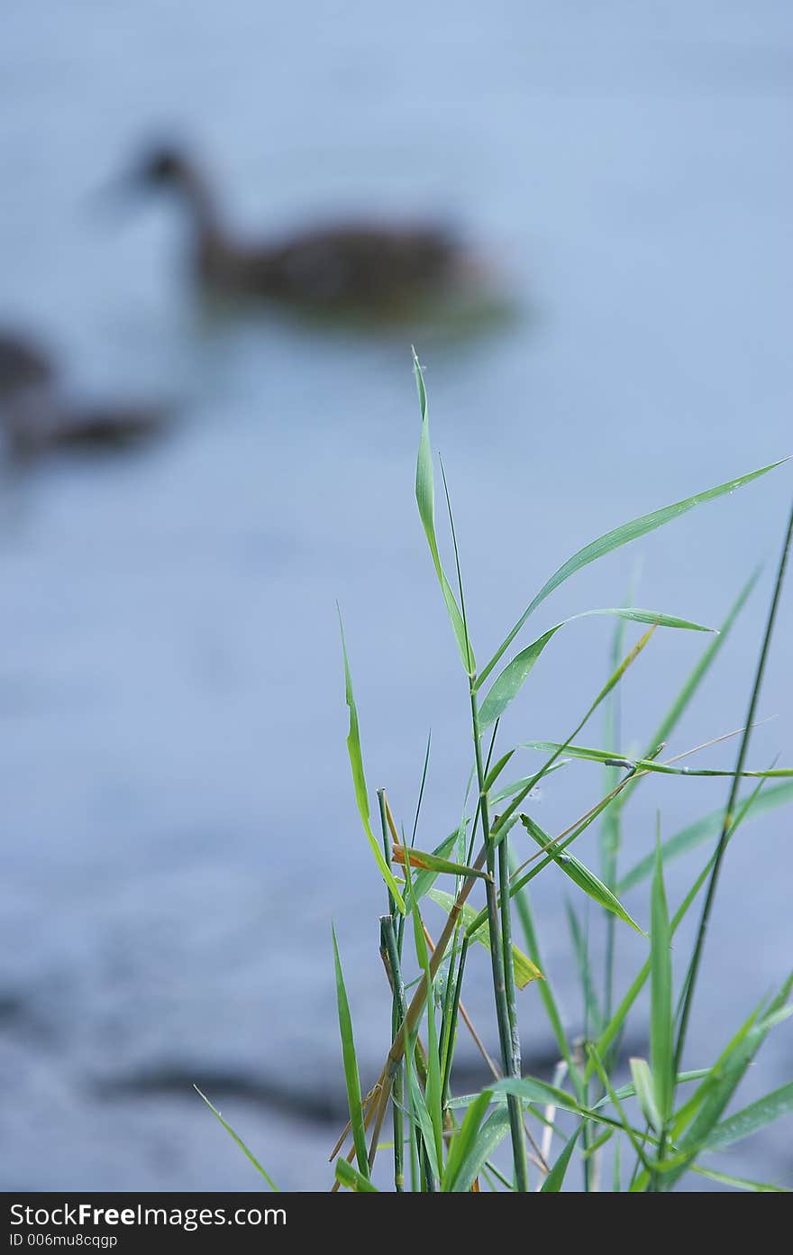 Two ducks swimming in the lake, focus is on grass. Two ducks swimming in the lake, focus is on grass