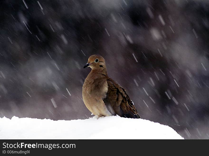 A wild dove stands in snow while snowing. A wild dove stands in snow while snowing