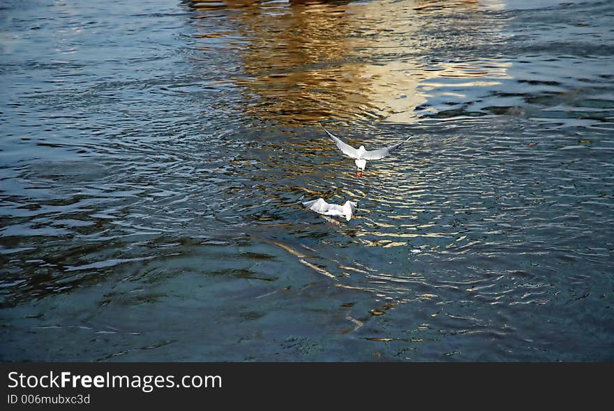 Gulls flying above the water