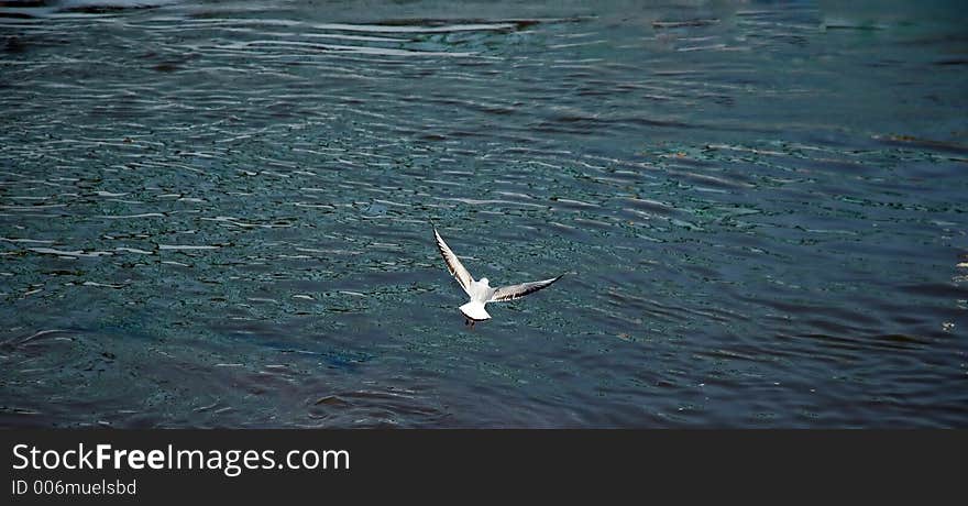 Gull flying above the water