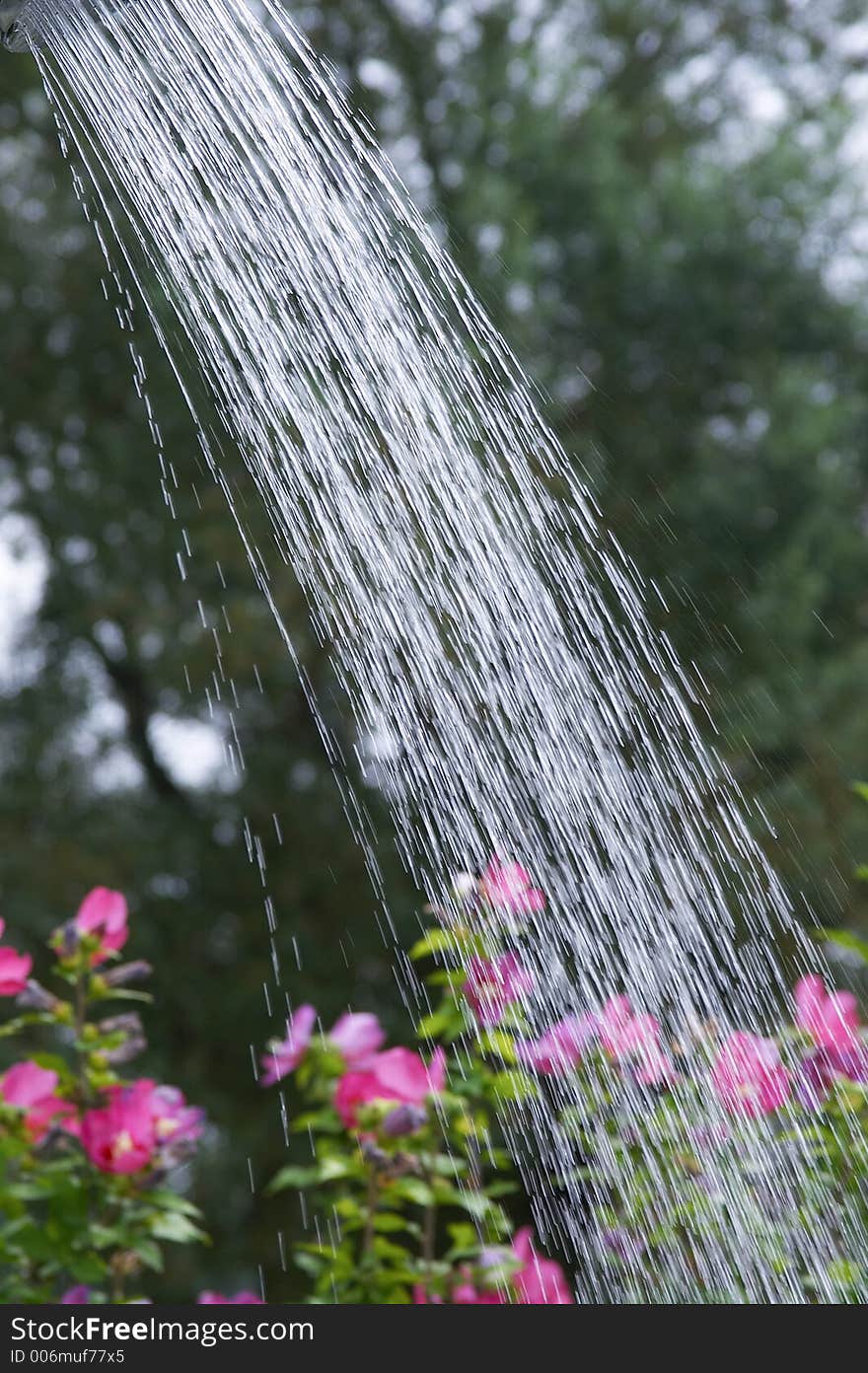 Water pouring with rain from watering can for plants in summer. Water pouring with rain from watering can for plants in summer