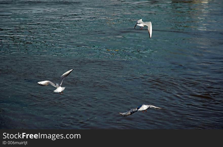 Gulls flying above the water