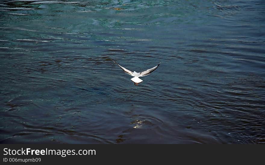 Gull flying above the water