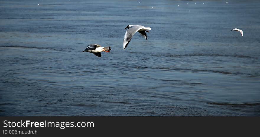 Gulls flying above the water