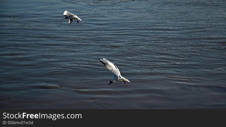 Gulls flying above the water