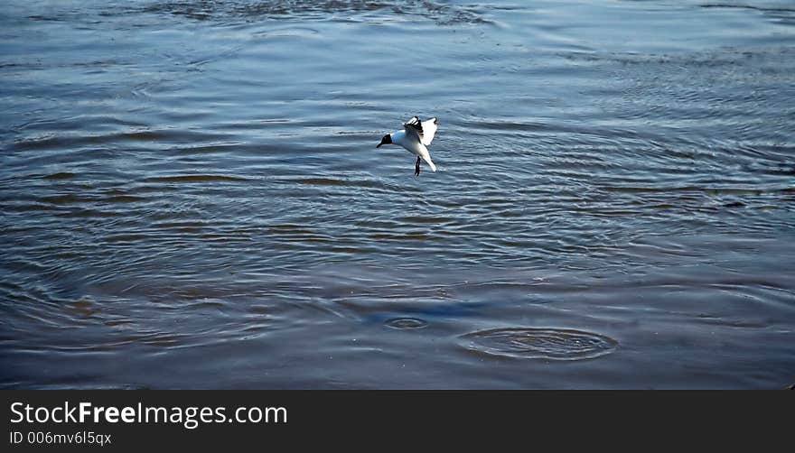 Gull flying above the water