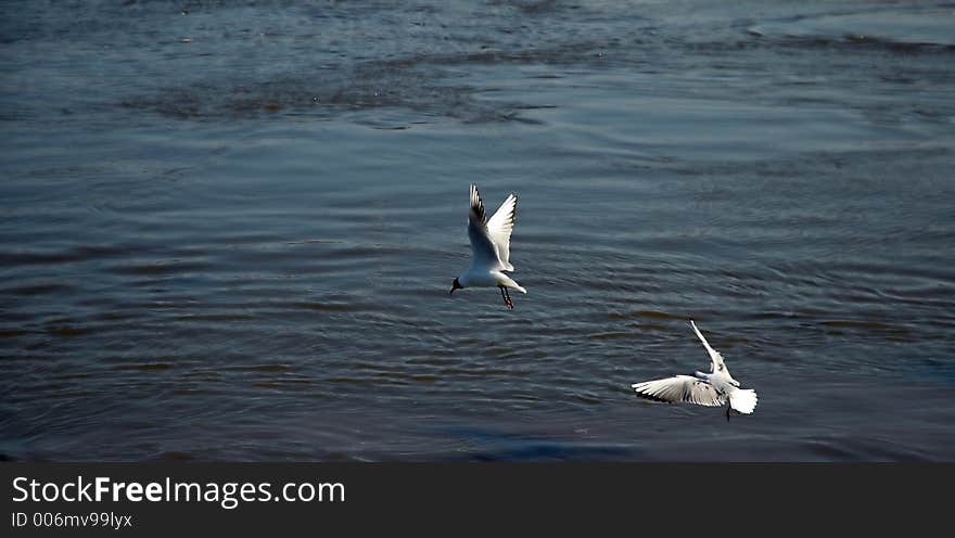 Gulls flying above the water