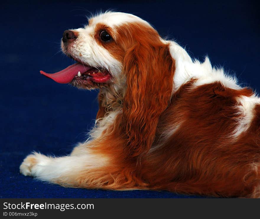 A Cocker Spaniel dog resting after a play