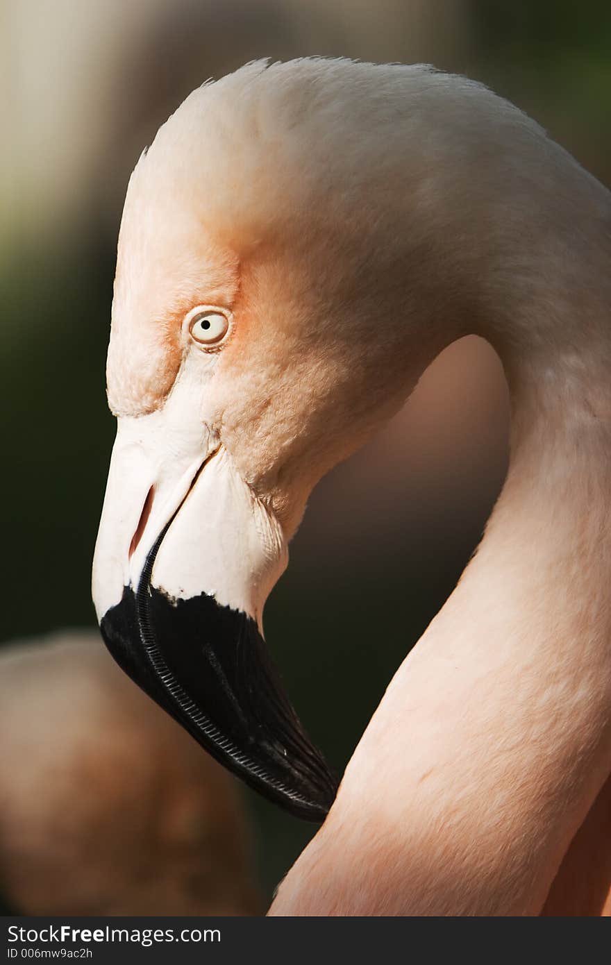 Portriat of a flamingo head looking at you