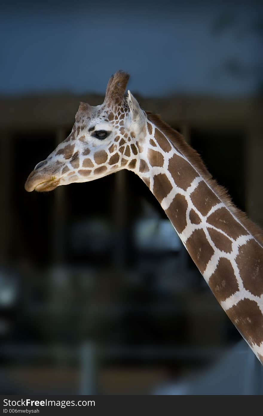 Giraffe looking over its a head shot