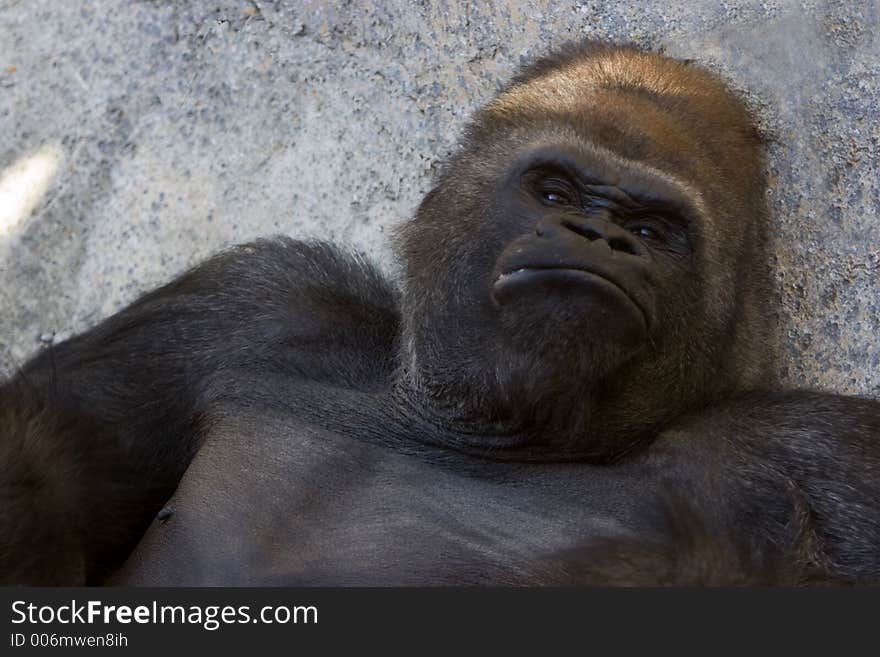 Gorilla male siver back laying down. Gorilla male siver back laying down