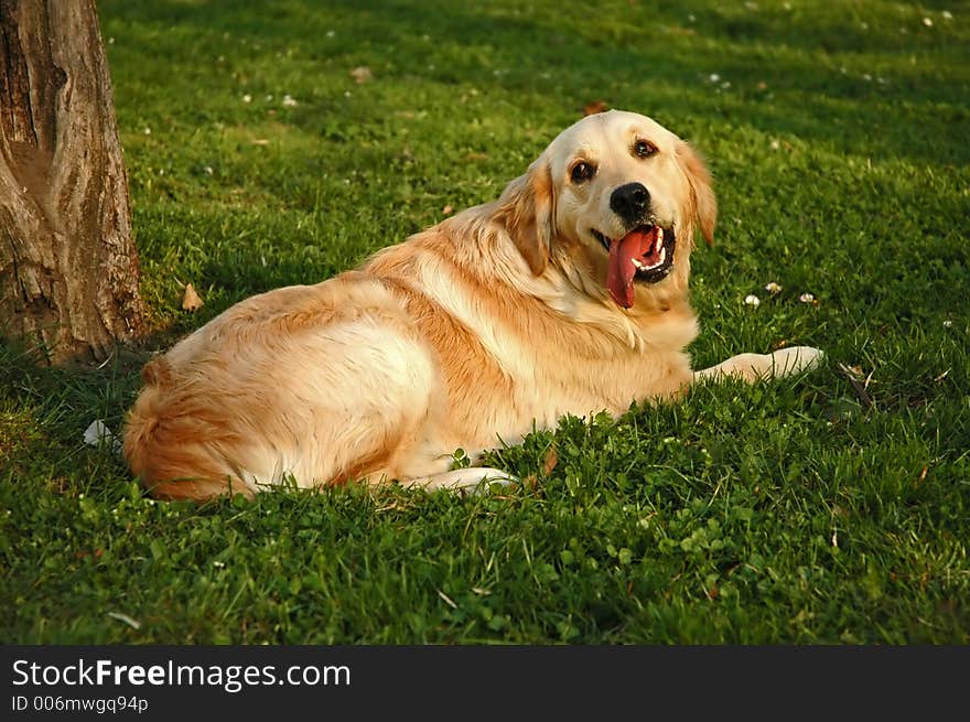 Golden retriever in the grass. Golden retriever in the grass