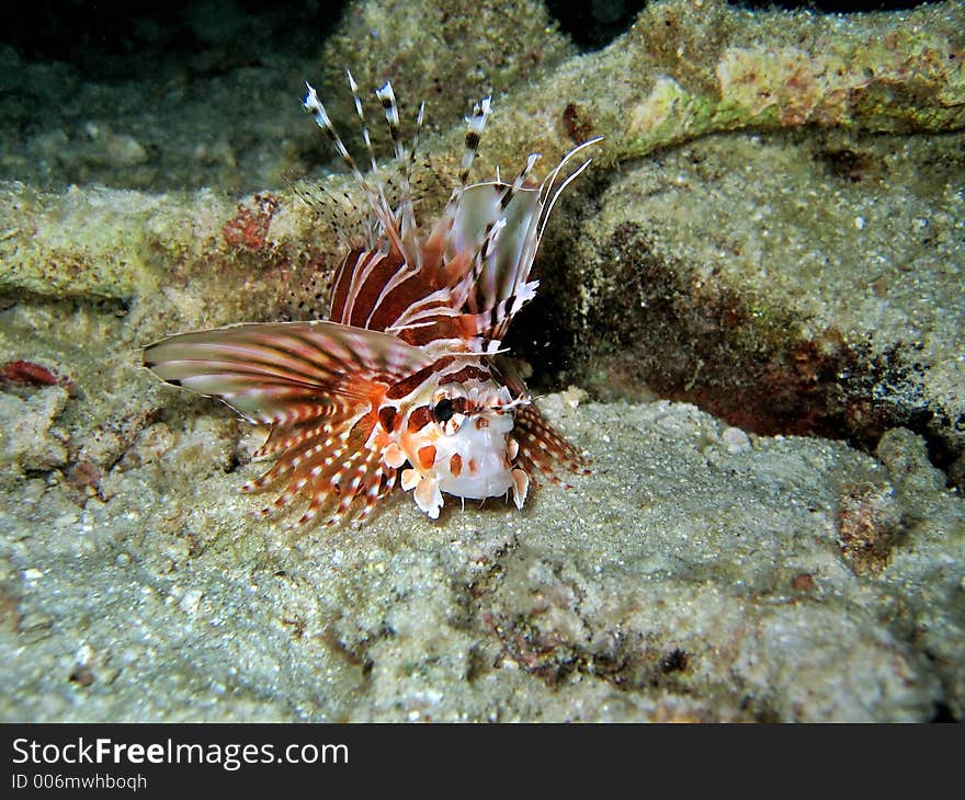 Lionfish sleeping on the seabed at night