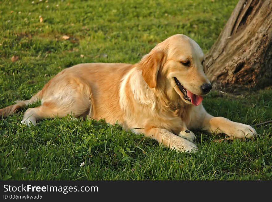 Golden retriever in the grass. Golden retriever in the grass