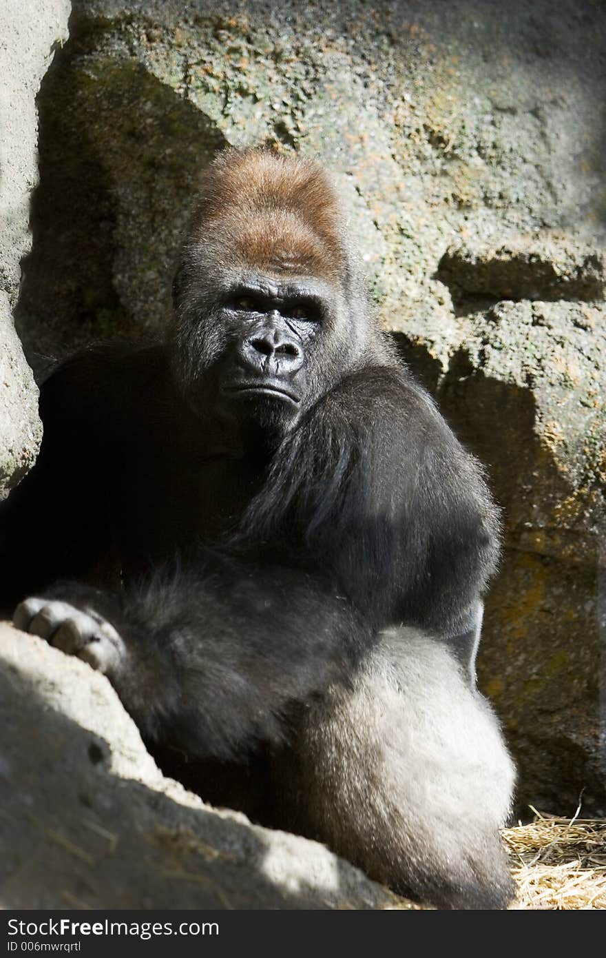 Male slvierback Gorilla