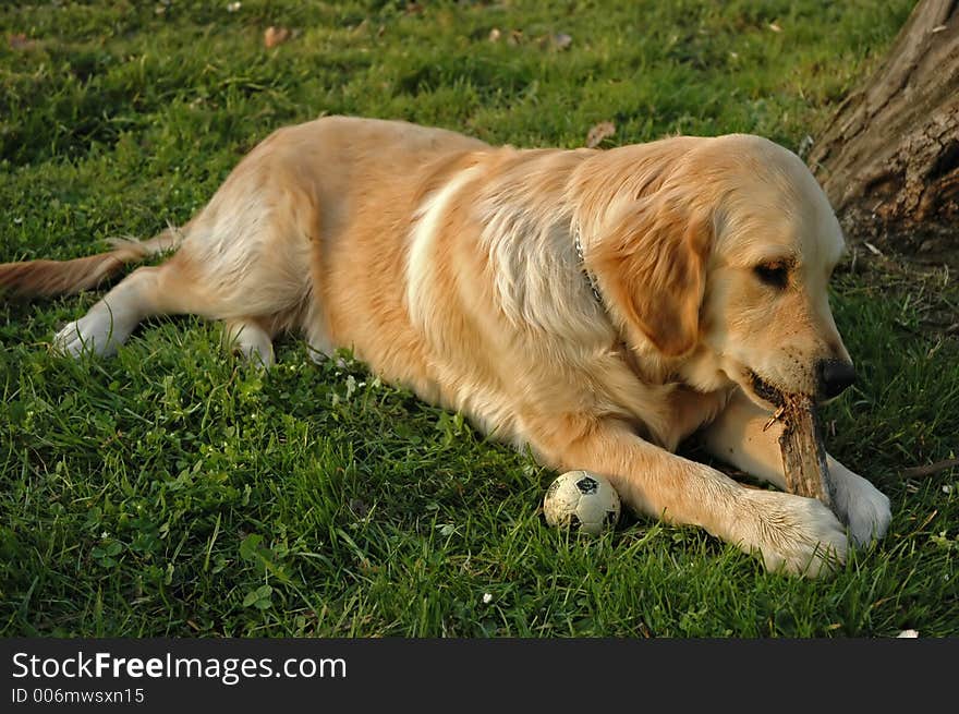 Golden retriever in the grass. Golden retriever in the grass