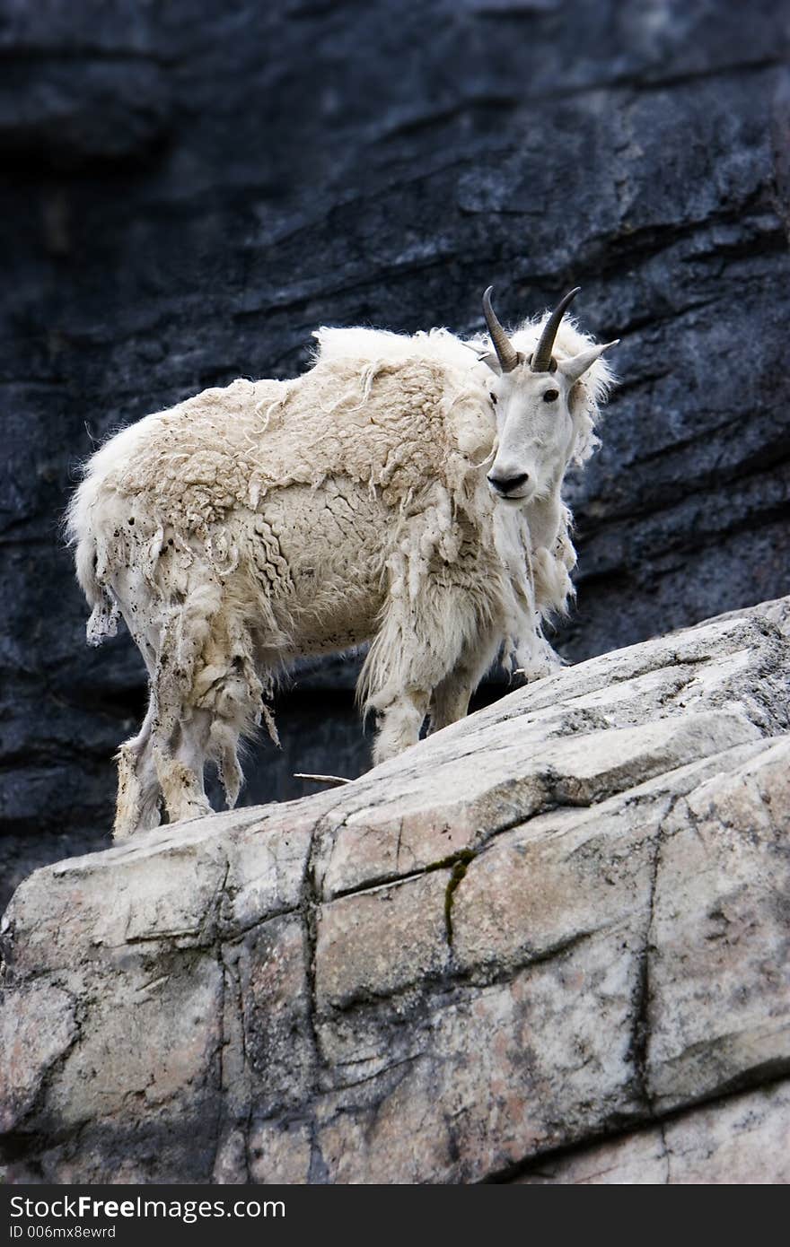 Goat on a cliff. Goat on a cliff