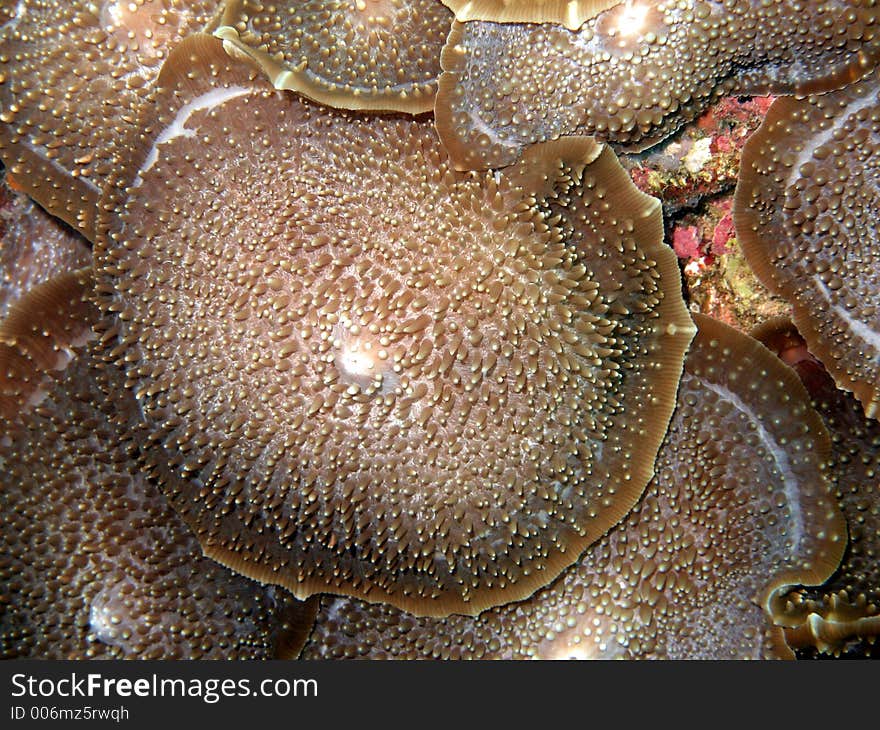 Round corals