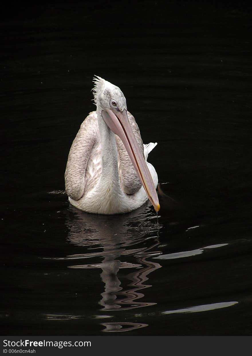 A natatorial bird. A natatorial bird.