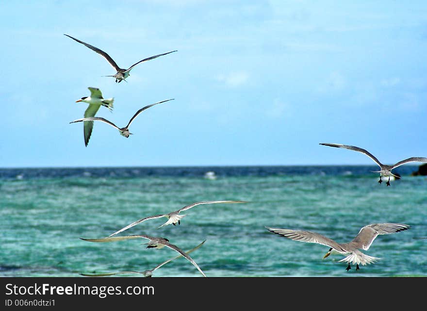 Flying high while looking for fishes in the sea. Flying high while looking for fishes in the sea