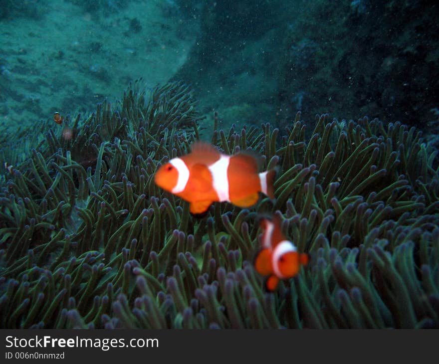 A pair of clownfish in the Dark