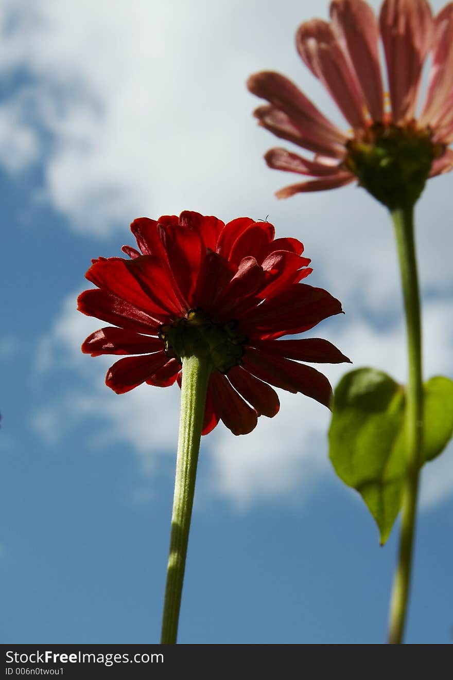 Beautiful flower. Beautiful flower