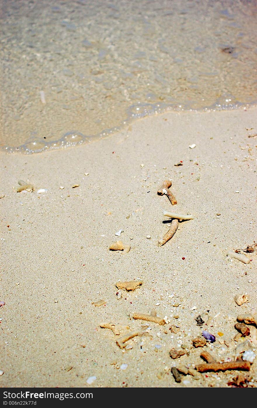 Corel pieces washed to the shore. Corel pieces washed to the shore.