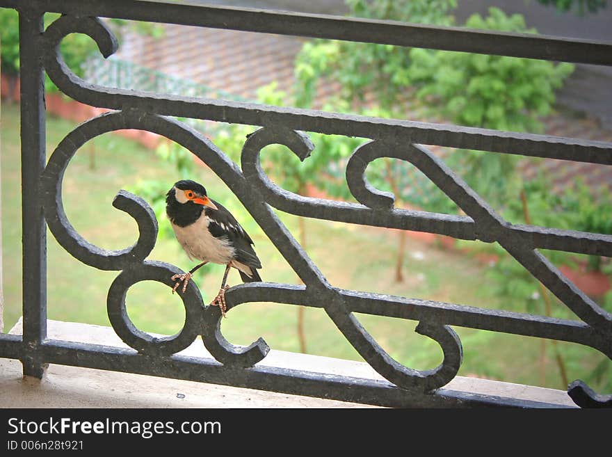 Orange beaked bird sheltering itself on rainy day , gurgaon,haryana,india,. Orange beaked bird sheltering itself on rainy day , gurgaon,haryana,india,