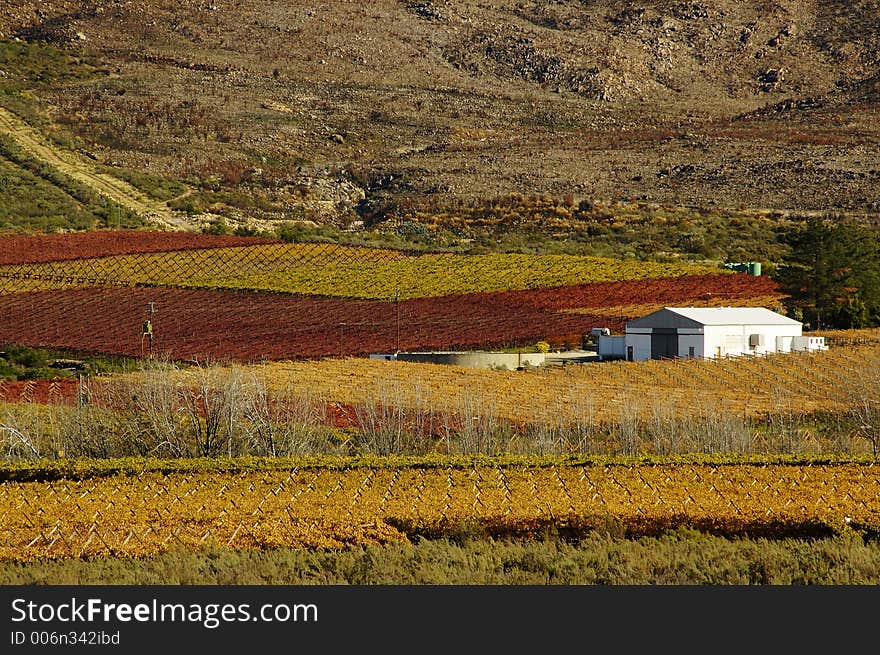 The vineyards at De Doorns, Hex River Valley, South Africa, during fall. The vineyards at De Doorns, Hex River Valley, South Africa, during fall.