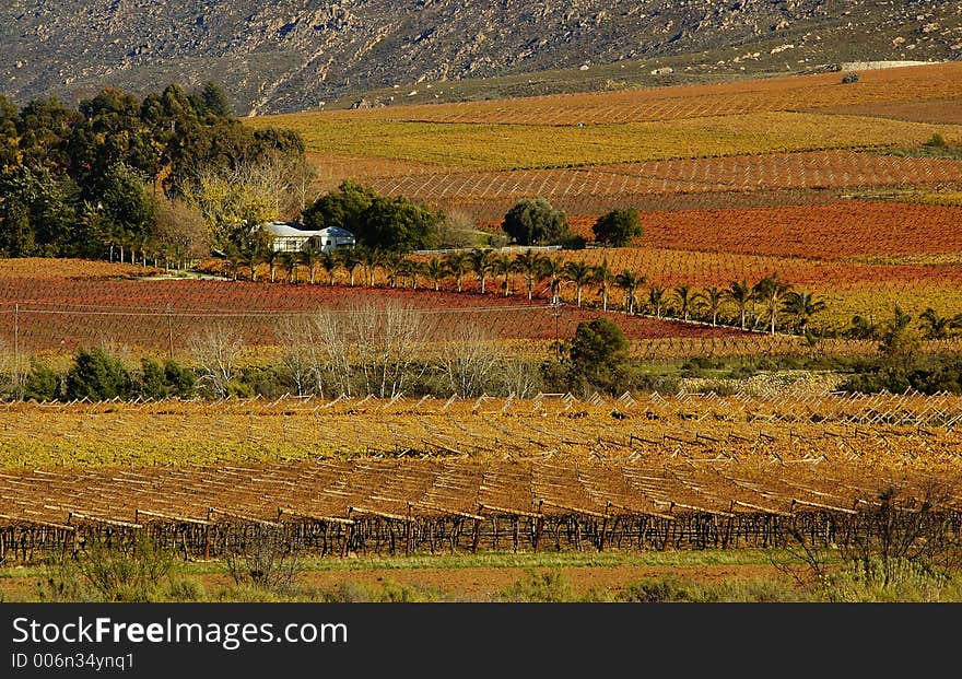 The vineyards at De Doorns, Hex River Valley, South Africa, during fall. The vineyards at De Doorns, Hex River Valley, South Africa, during fall.