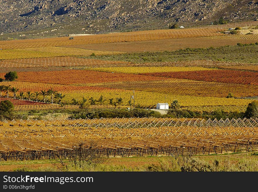 The vineyards at De Doorns, Hex River Valley, South Africa, during fall. The vineyards at De Doorns, Hex River Valley, South Africa, during fall.