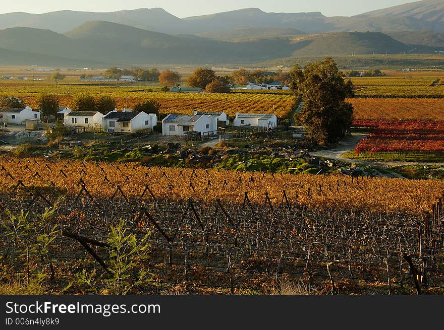 The vineyards at De Doorns, Hex River Valley, South Africa, during fall. The vineyards at De Doorns, Hex River Valley, South Africa, during fall.