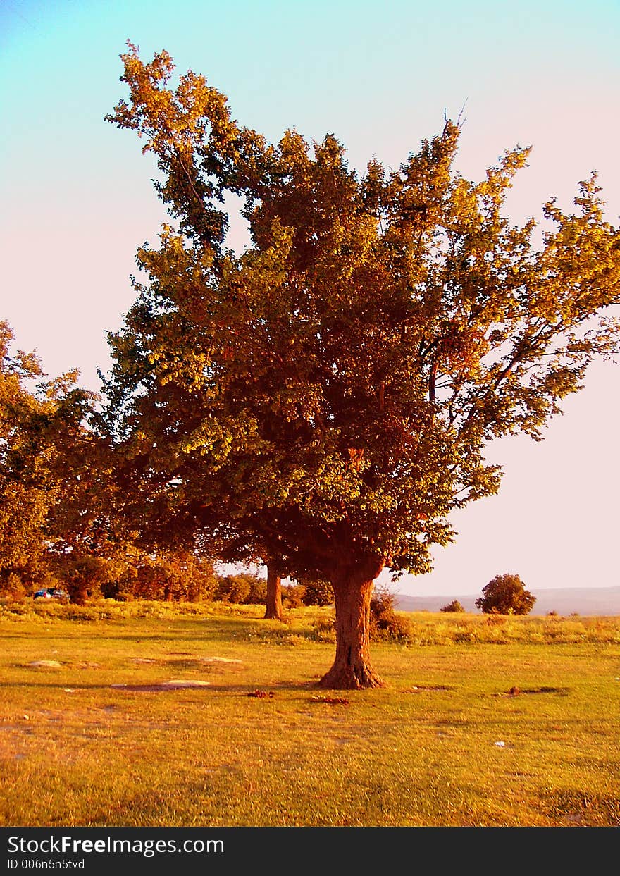 Picture of a tree.