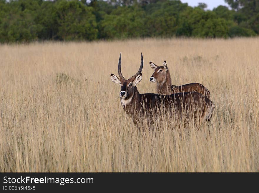 Pair of waterbucks in the Masai Mara