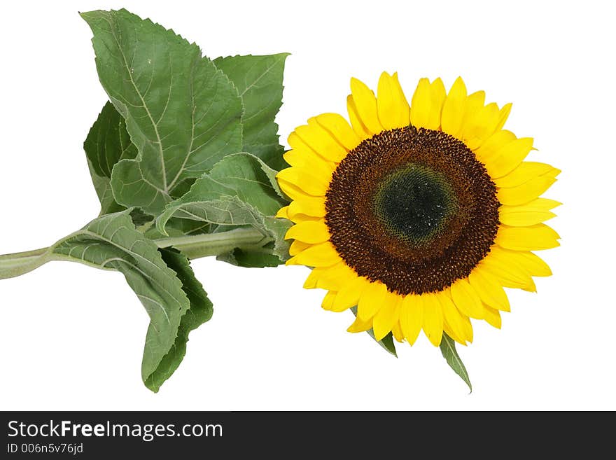 Yellow sunflower on white