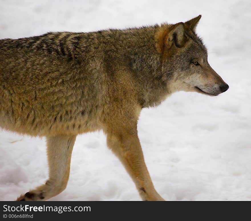 Wolf from Bialowieza / Poland