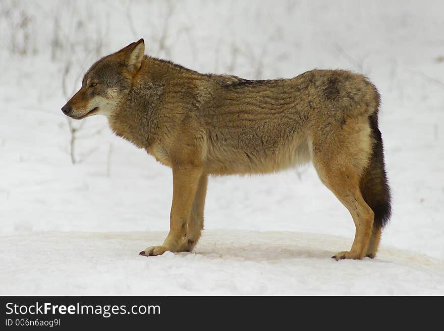 Wolf from Bialowieza / Poland