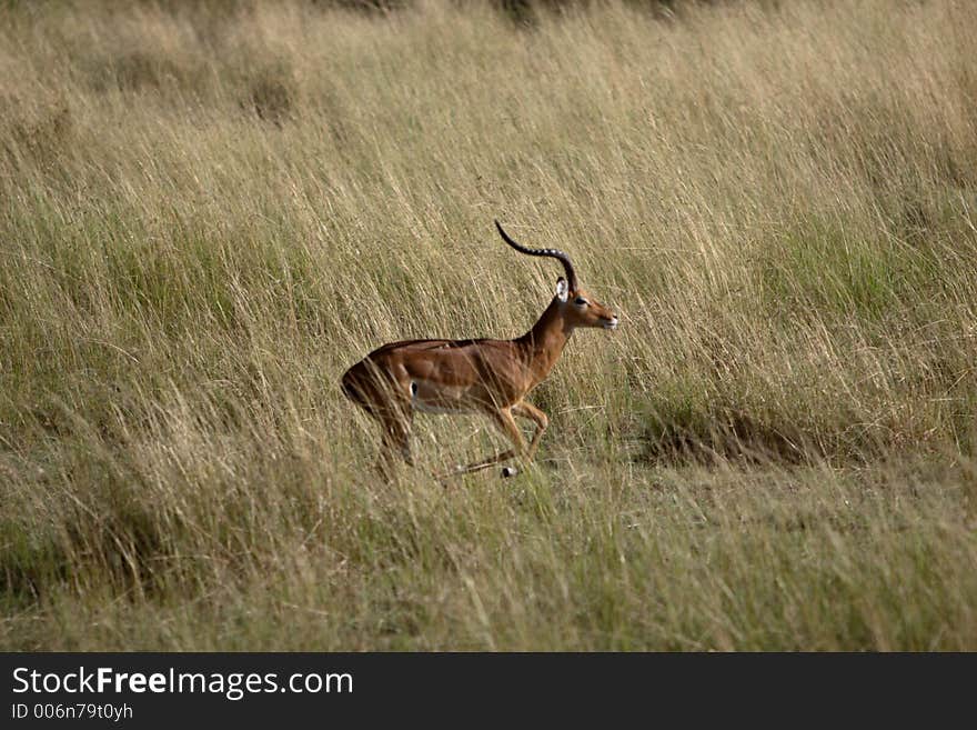 Male Impala in the Masai Mara