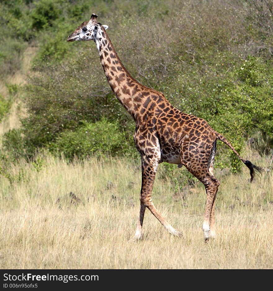 A Masai race giraffe walking