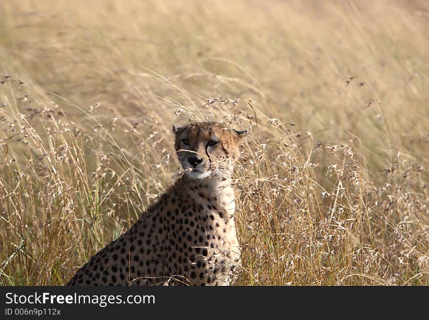 Face shot of cheetah in the Masai Mara