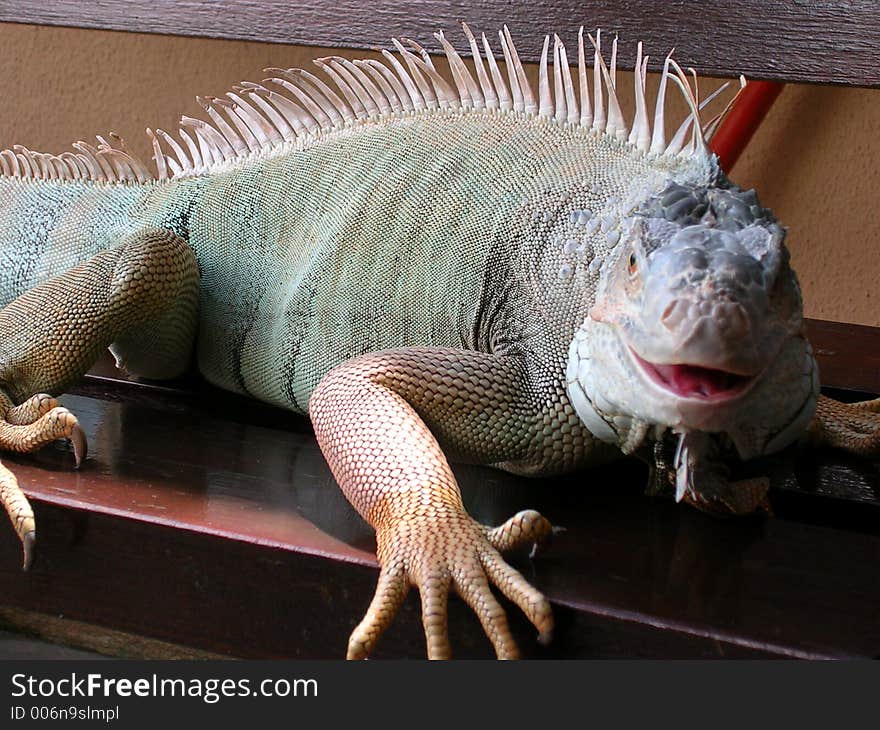 Smiling Iguana