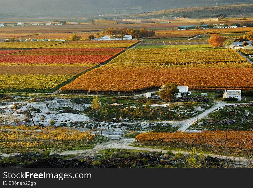 The vineyards at De Doorns, Hex River Valley, South Africa, during fall. The vineyards at De Doorns, Hex River Valley, South Africa, during fall.