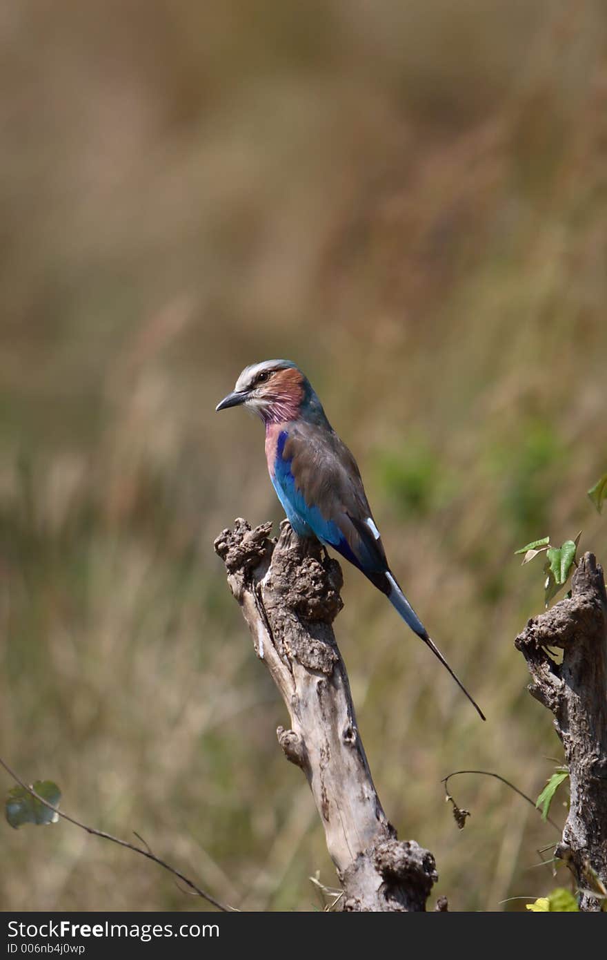 Lilac-breasted roller close-up sitting on a dead branch